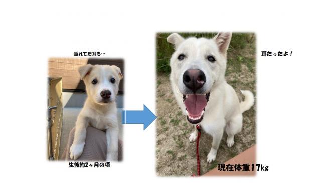 耳