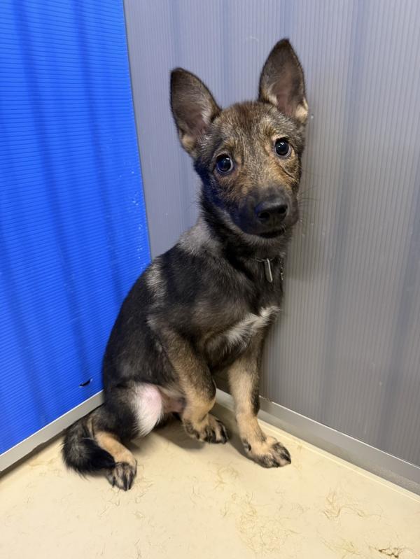 譲渡犬写真