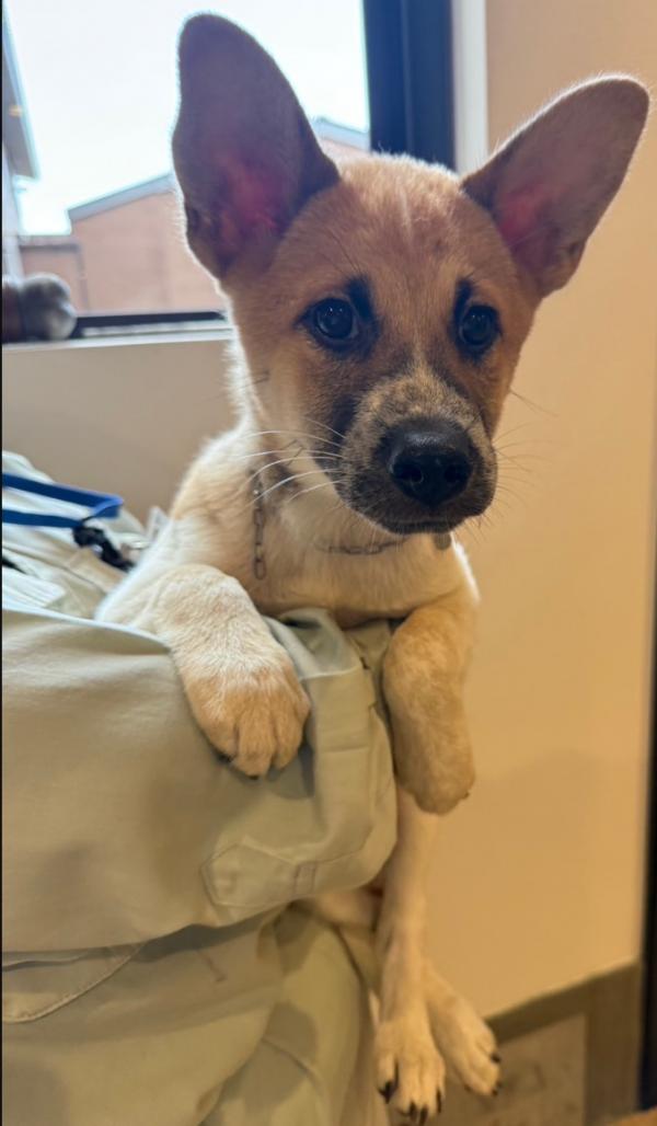 譲渡犬写真