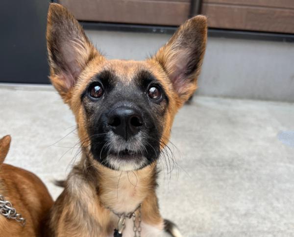 譲渡犬55