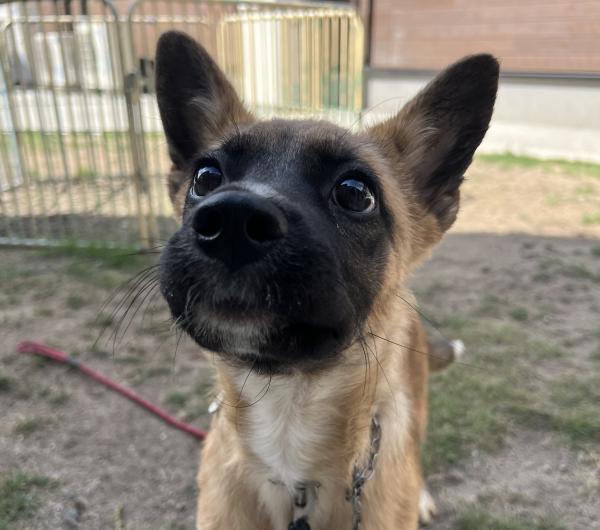 譲渡犬58