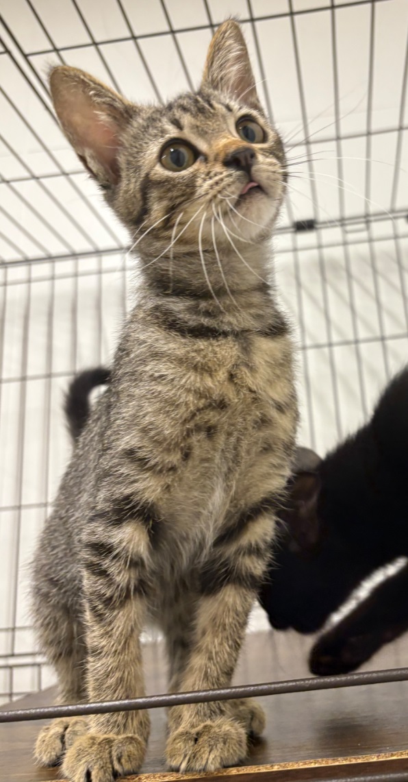 譲渡猫