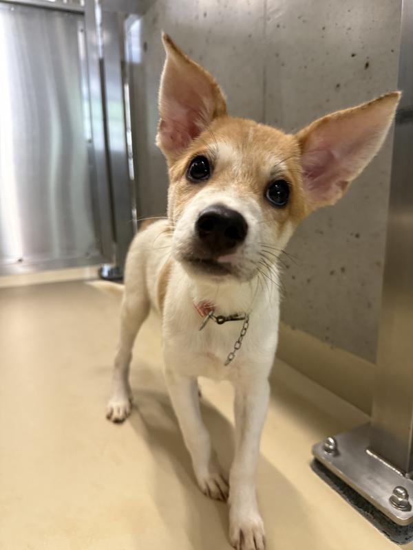 譲渡犬85