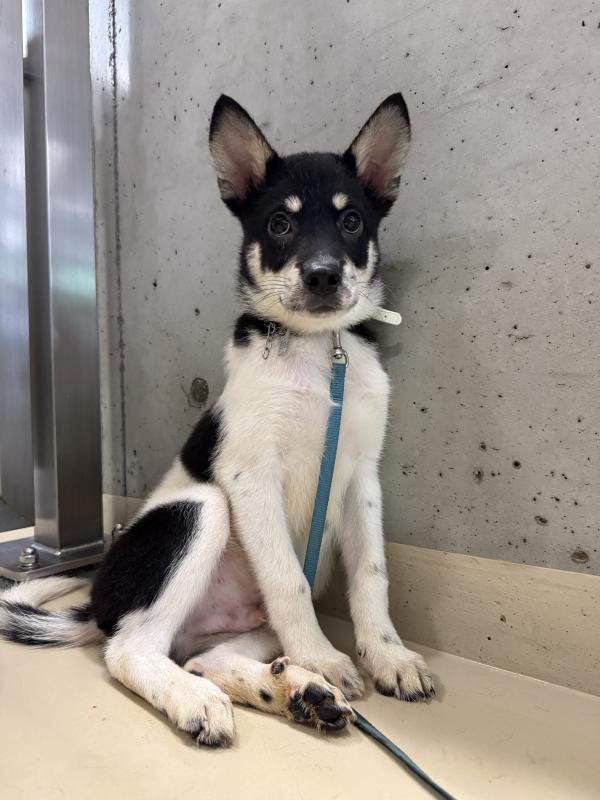 譲渡犬86