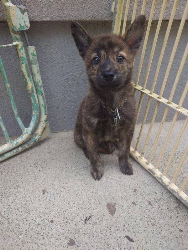 譲渡子犬８７番