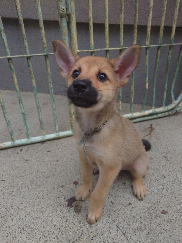 譲渡子犬８８番
