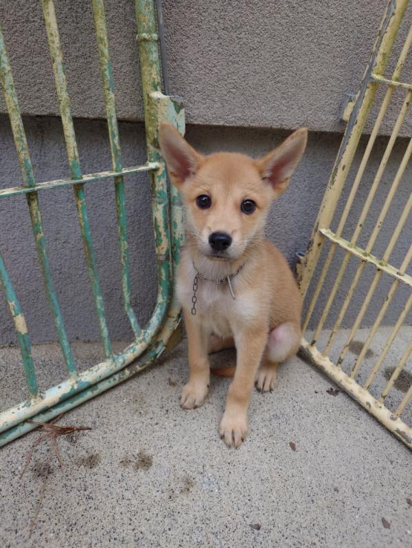 譲渡子犬８９番