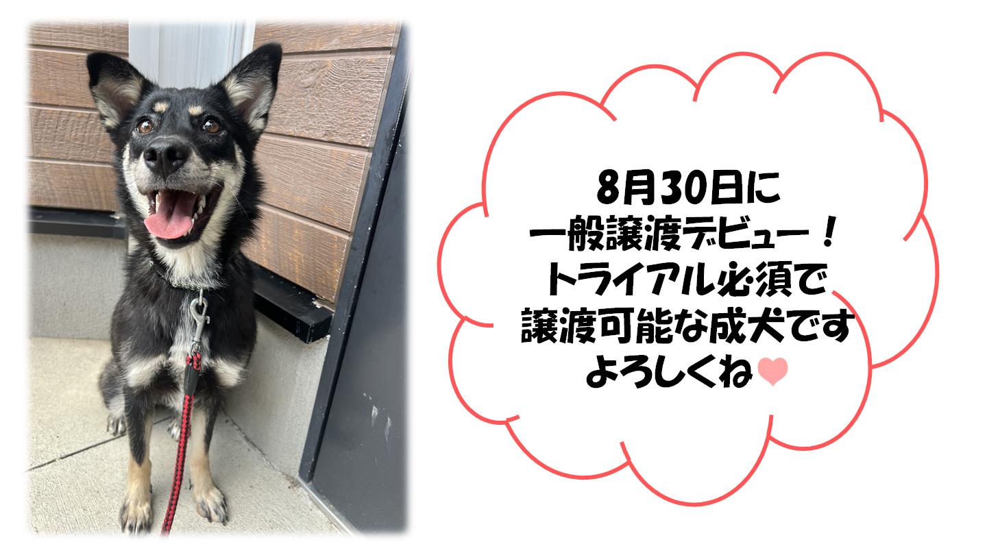いちか