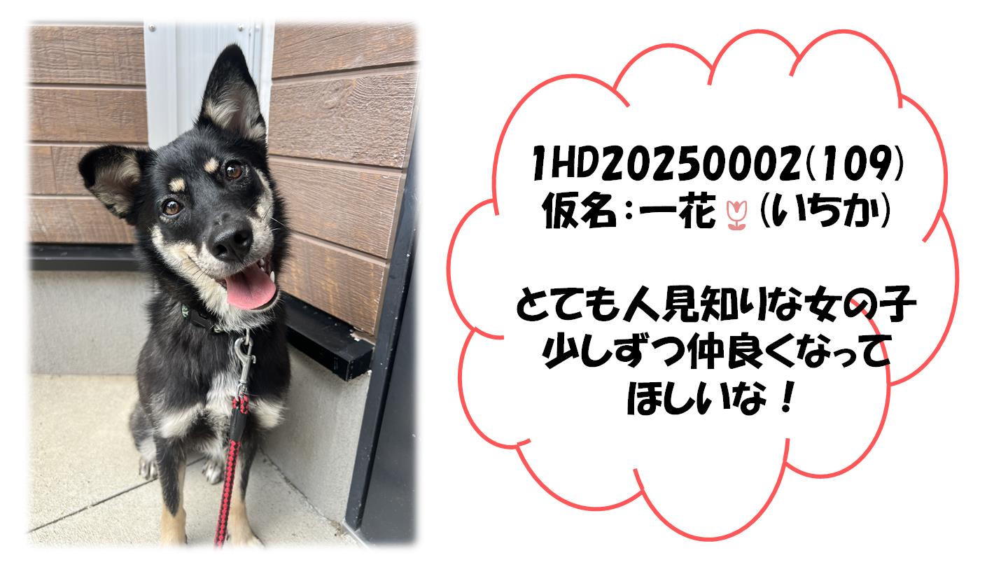 いちか２