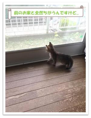 きぬ３
