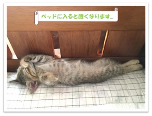 きぬ４