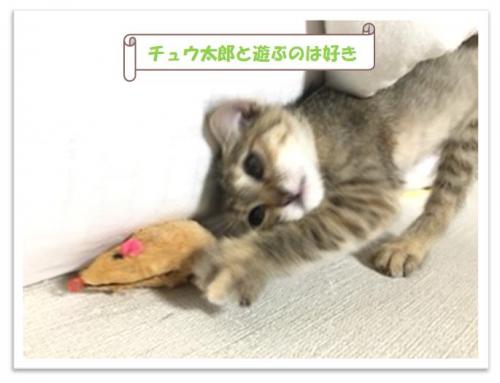 きぬ１０