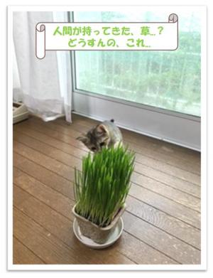 きぬ１２