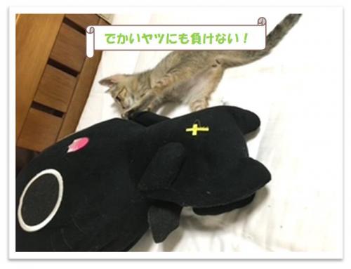 きぬ１３