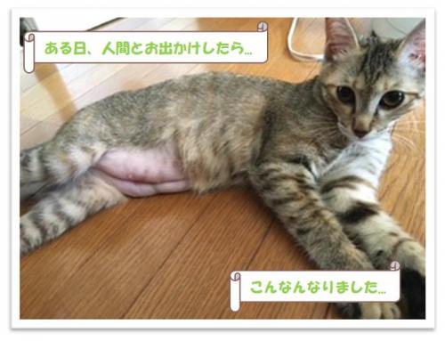 きぬ１５