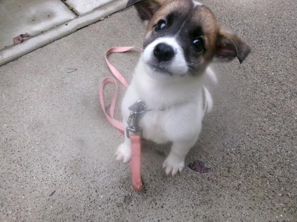 譲渡犬2
