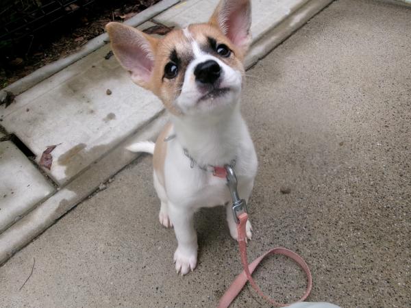 譲渡犬4