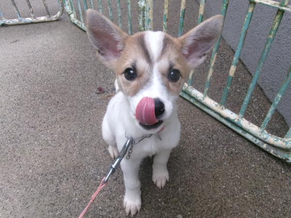譲渡犬5