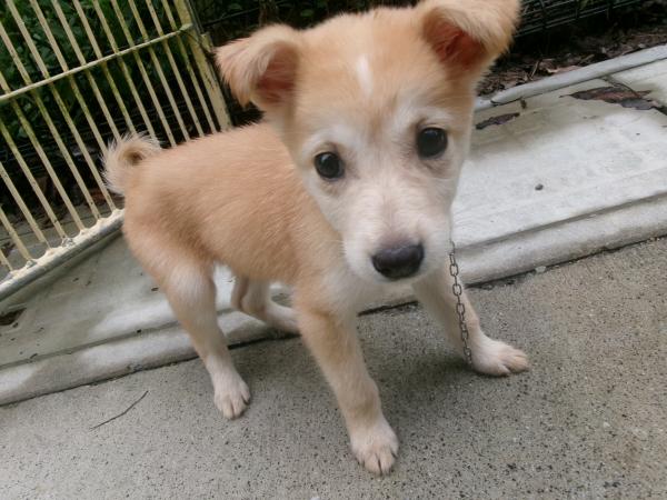 譲渡犬6