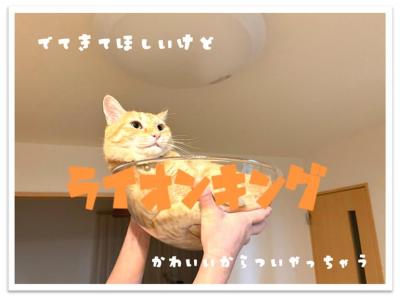 ハル２