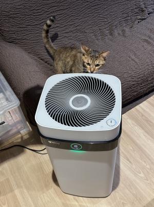 空気清浄機と猫２