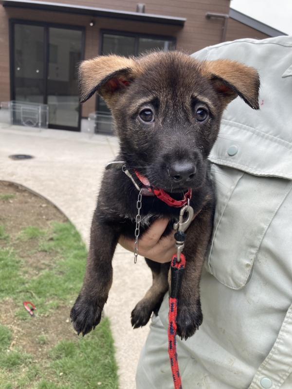 譲渡子犬１４番