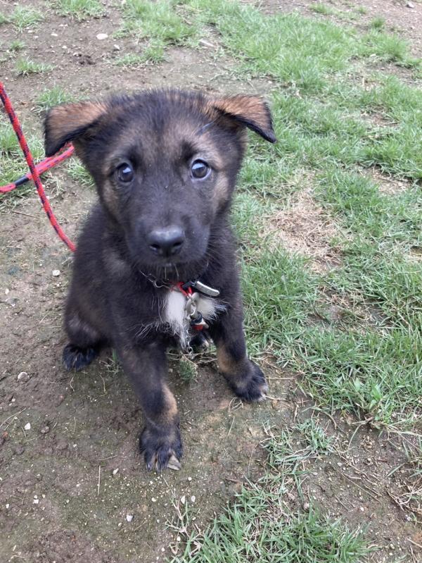 譲渡子犬１６番