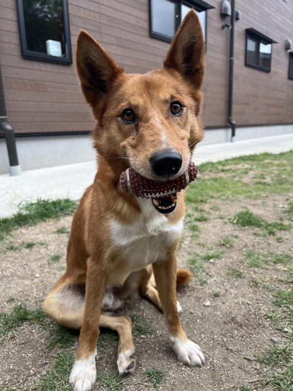 譲渡成犬１０５番