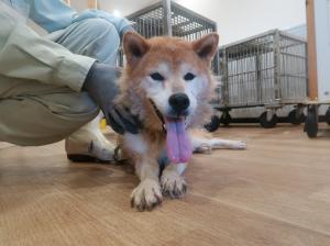 迷い犬