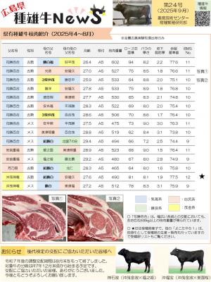 種雄牛ニュース