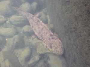 オオサンショウウオ