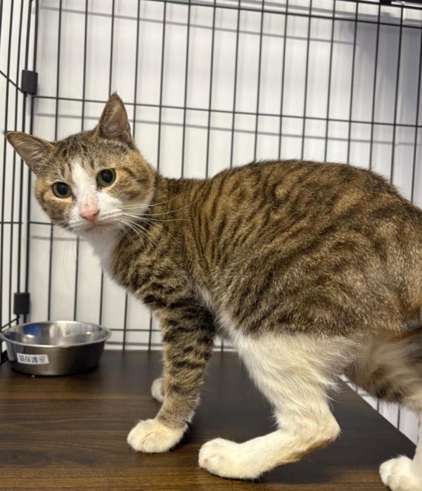 譲渡猫