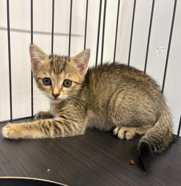 譲渡猫