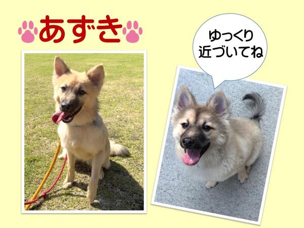 モデル犬