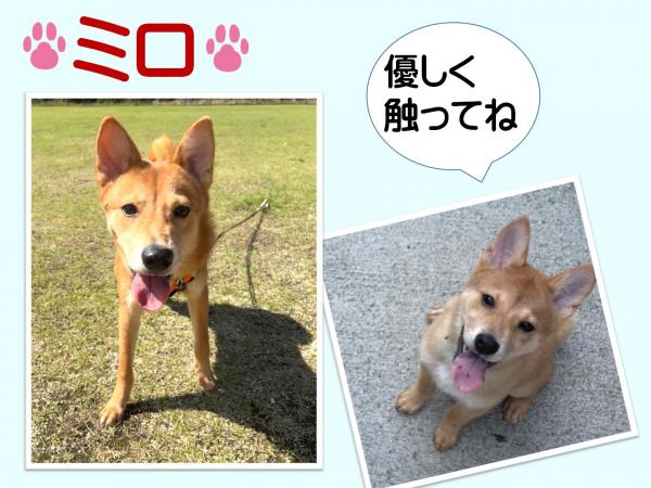 モデル犬
