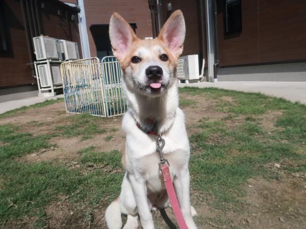 譲渡犬111