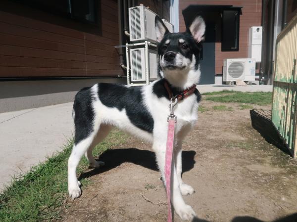 譲渡犬112