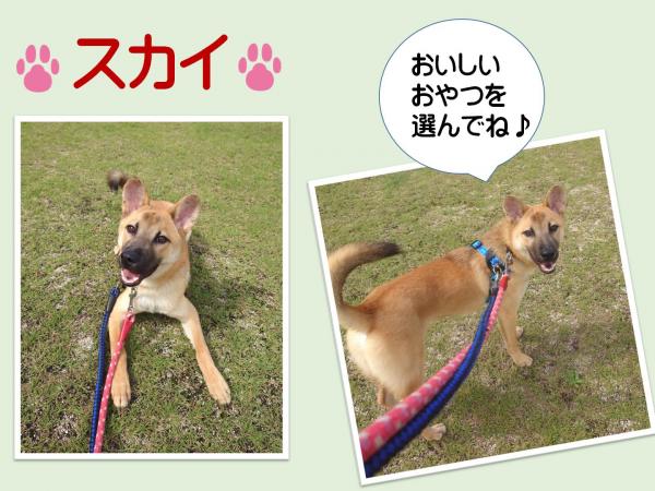 モデル犬
