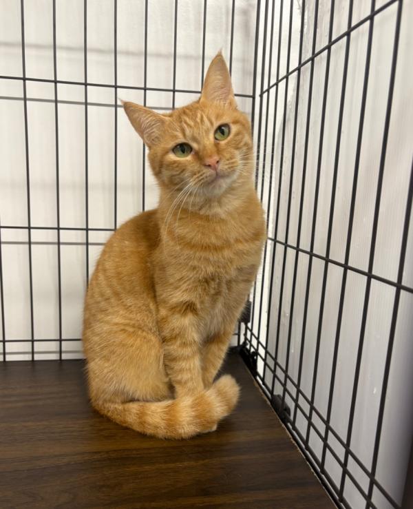 譲渡用猫