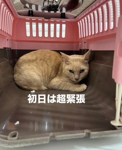 猫1