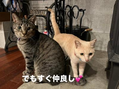 猫2