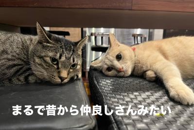 猫3