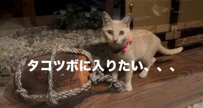 猫4
