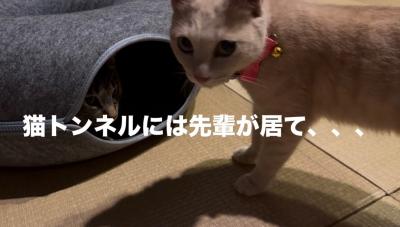 猫5