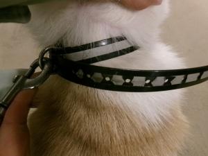 画像(首輪、ビニール製、黒色)