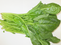 ほうれん草（ポリ前）
