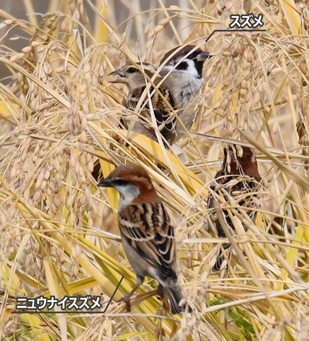 ニュウナイスズメの写真