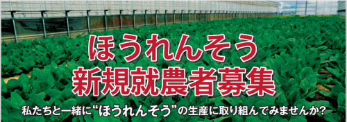 ほうれんそう新規就農者募集