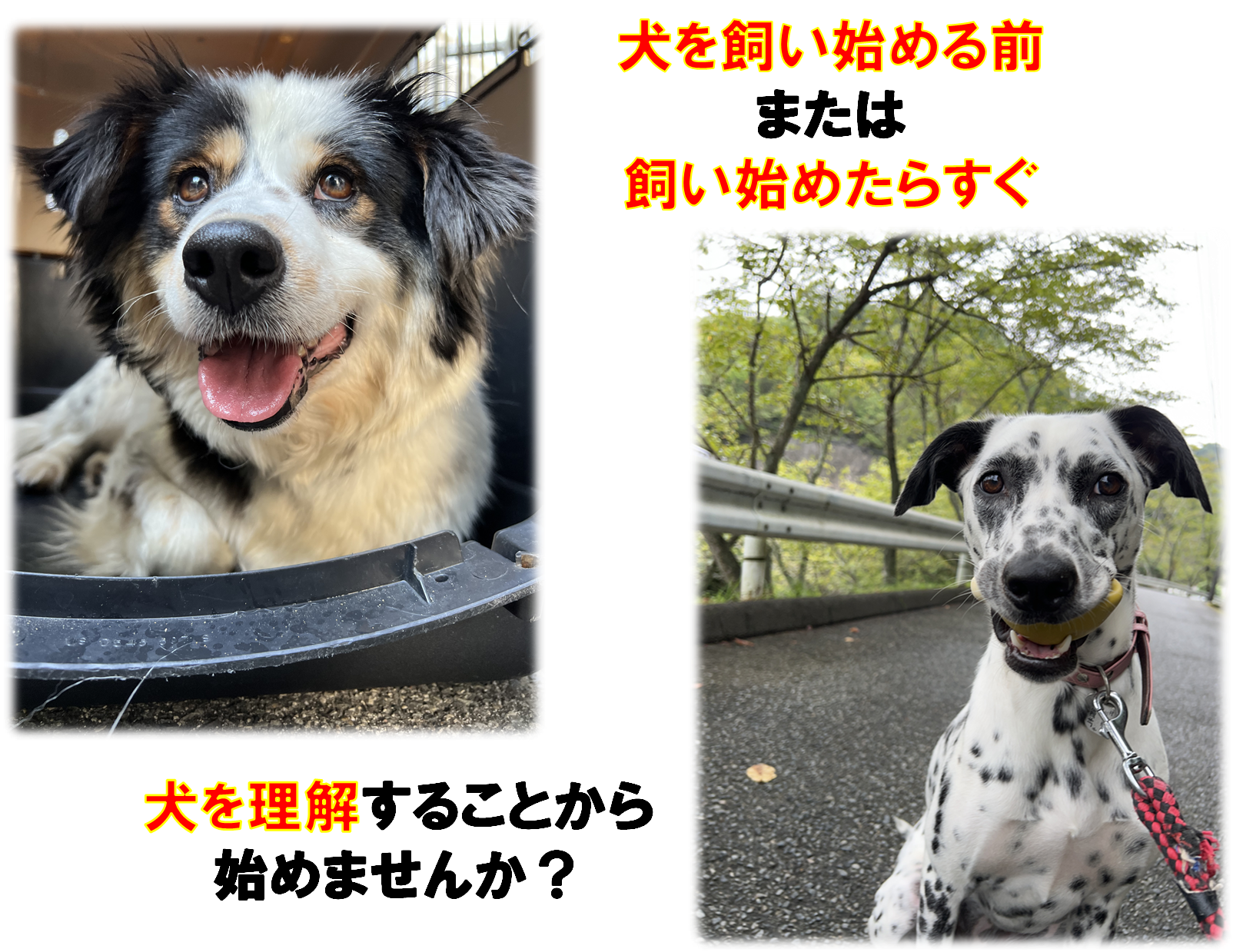 犬の理解
