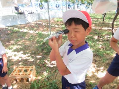 三次市立河内小学校／地元のブドウ園で職場見学